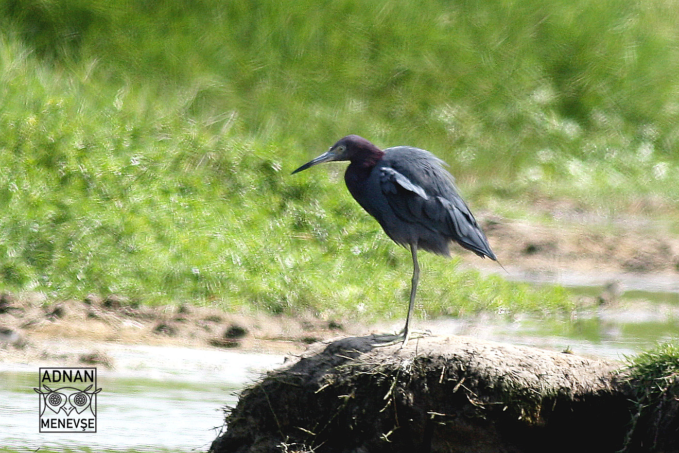 Little Blue Heron